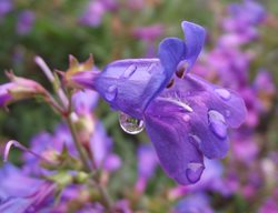 Foothill Penstemon, Penstemon Heterophyllus
Wikimedia Commons
