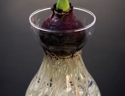 Forcing Jar, Hyacinth Bulb
Shutterstock.com
New York, NY