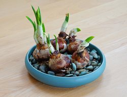 Forcing Paperwhite Bulbs, Growing Paperwhite Bulbs
Shutterstock.com
New York, NY