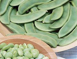 Fordhook 242 Lima Bean, Lima Bean
Burpee
Warminster, PA