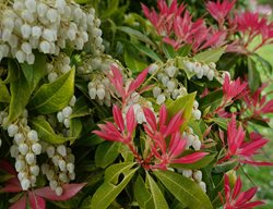 Forest Flame Pieris, Pieris Japonica
Shutterstock.com
New York, NY