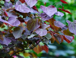 Forest Pansy Redbud Tree, Eastern Redbud, Cercis Canadensis
Shutterstock.com
New York, NY