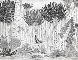 Forest Reconstruction
Garden Design
Calimesa, CA