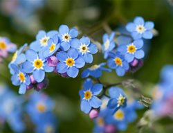 Forget-Me-Not Flowers, Myosotis Sylvatica
Garden Design
Calimesa, CA