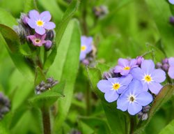 Forget-Me-Not, Myosotis Salvatica, Purple
Pixabay
