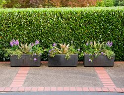 Formal Hedge, Hedge Garden Divider, Privacy Hedge
Garden Design
Calimesa, CA