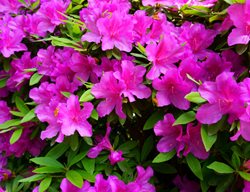 Formosa Azalea, Dark Pink Azalea Flowers
Shutterstock.com
New York, NY