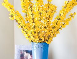 Forsythia Branches, Forced Branches, Blooming Flowers
Proven Winners
Sycamore, IL