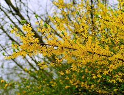 Forsythia Bush, Forsythia Blooming
Creative Commons
