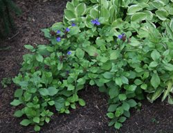 Fothergilla Blue Mist, Fothergilla Gardenii
Millette Photomedia
