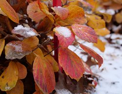 Fothergilla In Snow
Proven Winners
Sycamore, IL
