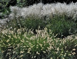 Fountain Grass, Pennisetum
Ten Speed Press
Berkeley, CA
