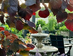 Fountain Through Ruby Falls Redbud
Garden Design
Calimesa, CA