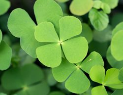 Four-Leaf Clover, Green Leaves
Shutterstock.com
New York, NY