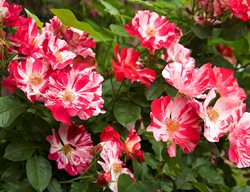 Fourth Of July Climbing Rose, Rosa
Garden Design
Calimesa, CA
