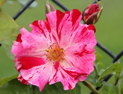Fourth Of July Rose, Red And White Rose, Flower
Shutterstock.com
New York, NY