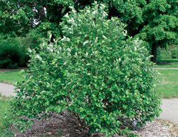 Fox Valley, Little King, Dwarf River Birch
Millette Photomedia
