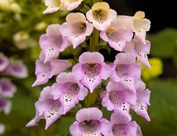 Foxglove Flowers, Digitalis Foxy
Shutterstock.com
New York, NY