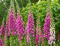 Foxglove, Pink Flowers
Garden Design
Calimesa, CA