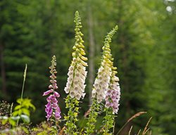 Foxgloves, Mediterranean, Drought
Garden Design
Calimesa, CA