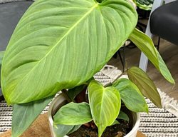 Fozzie Philodendron Nangaritense, Fuzzy Petiole Philodendron
Proven Winners
Sycamore, IL