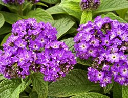 Fragrant Delight Heliotrope, Heliotropium Arborescens
Flickr
