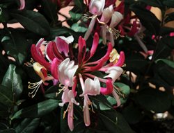 Fragrant Honeysuckle, Peaches And Cream
Millette Photomedia
