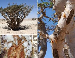 Frankincense Boswellia Sacra
Garden Design
Calimesa, CA