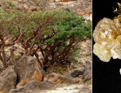 Frankincense
Garden Design
Calimesa, CA