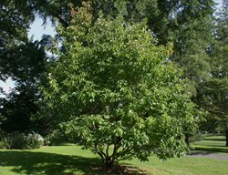 Franklin Tree, Franklinia Alatamaha
Millette Photomedia
