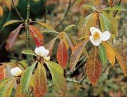 Franklin Tree, Franlinia Alatamaha
Garden Design
Calimesa, CA