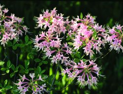 Franklinia, Native Tree, Southeast
Garden Design
Calimesa, CA