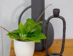 Freckled Splash Hoya, Hoya Carnosa
Proven Winners
Sycamore, IL