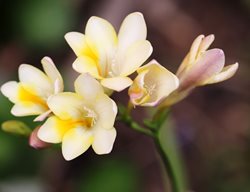 Freesia Alba, White And Yellow Flowers
Pixabay
