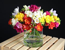 Freesia Bouquet, Flower Bouquet, Cut Flowers
Shutterstock.com
New York, NY
