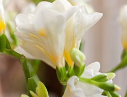 Freesia Double White, White Flower
Shutterstock.com
New York, NY