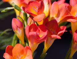 Freesia Oberon, Orange Flower, Fragrant Flower
Alamy Stock Photo
Brooklyn, NY