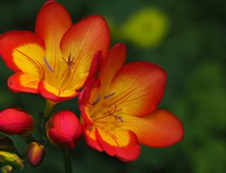 Freesia Single Bicolor, Orange And Yellow Flower
Pixabay
