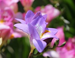 Freesia Single Blue, Lavender And White Flower
Pixabay
