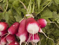 French Breakfast Radish, Short Rooted Radish, Container Radish
Garden Design
Calimesa, CA