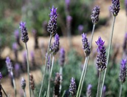 French Lavender Flowers, Lavandula Dentata
Shutterstock.com
New York, NY