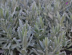 French Lavender Leaves, Lavandula Dentata, Fringed Lavender
Shutterstock.com
New York, NY