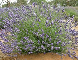 French Lavender, Riverina Thomas
Monrovia
Azusa, CA