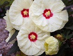 French Vanilla Rose Mallow, Hibiscus Hybrid, White Hibiscus
Proven Winners
Sycamore, IL