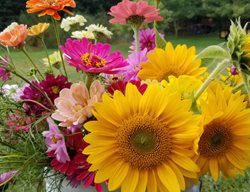 Fresh Cut Flowers, Garden Flowers
Shutterstock.com
New York, NY