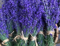 Fresh Cut Lavender
Garden Design
Calimesa, CA
