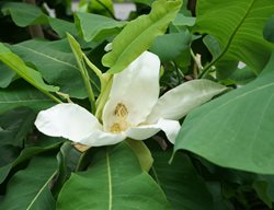 Fresh
Garden Design
Calimesa, CA