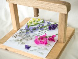 Fresh
Garden Design
Calimesa, CA