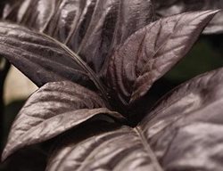 Fresh_pseuderanthemum-Black-Varnish
Garden Design
Calimesa, CA