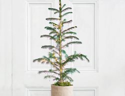 Fresh Tree, Live Tree, Spruce
Terrain
